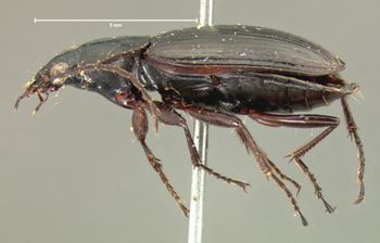 Media type: image;   Entomology 5766 Aspect: habitus lateral view